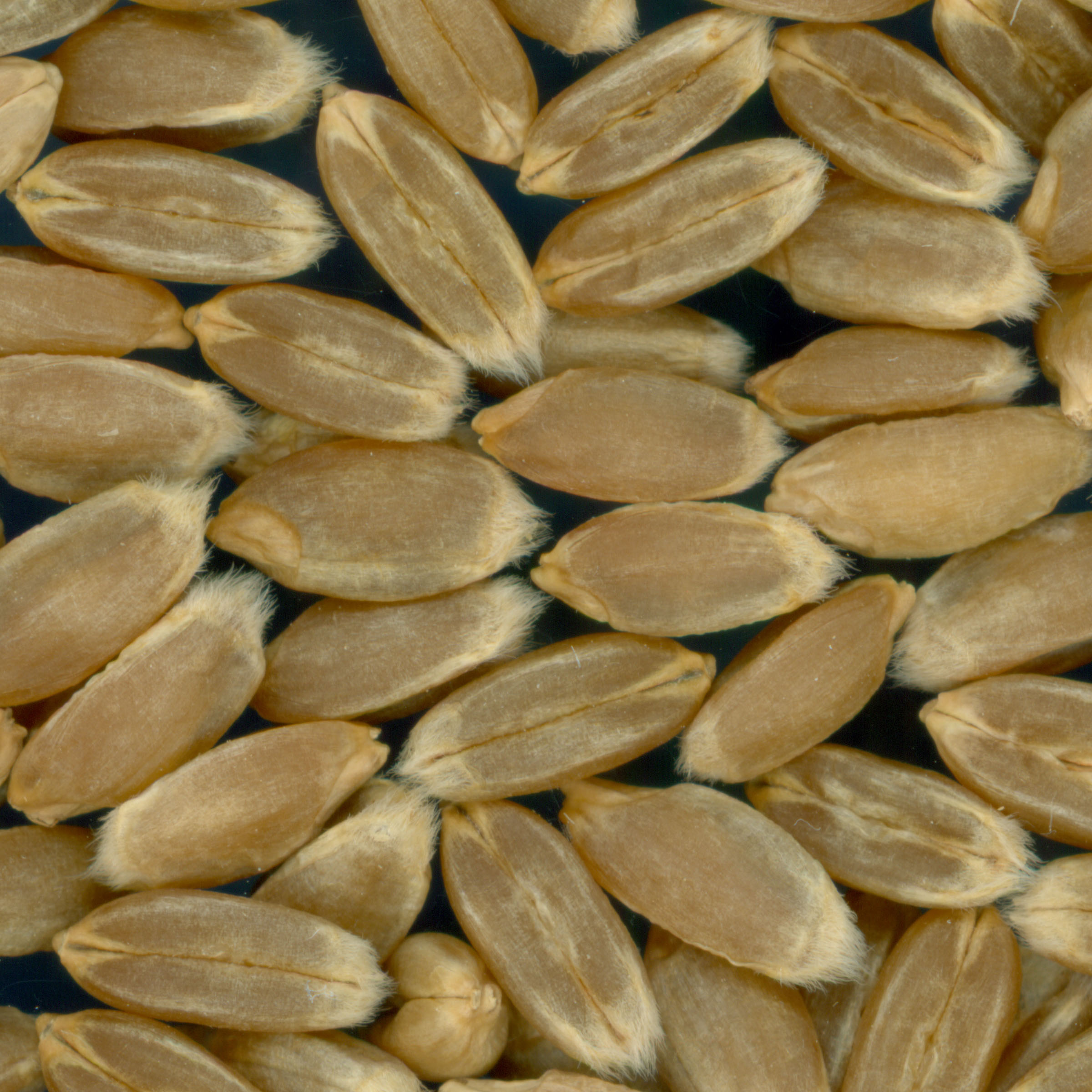 Click for 3 image(s) for this accession. KERNELS